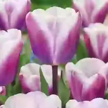 Librije